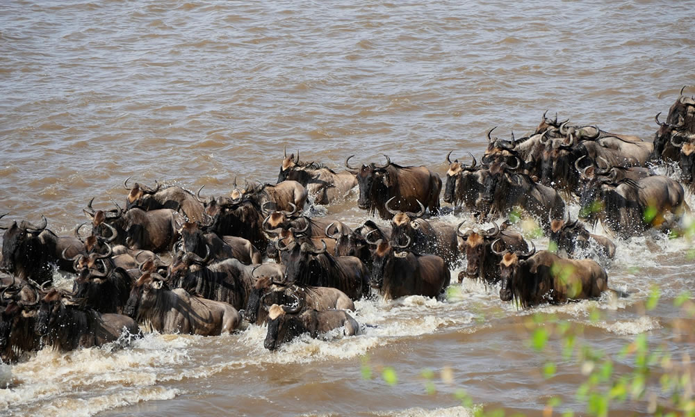 9 Days Kenya Wildlife and Wildebeest Migration Tour