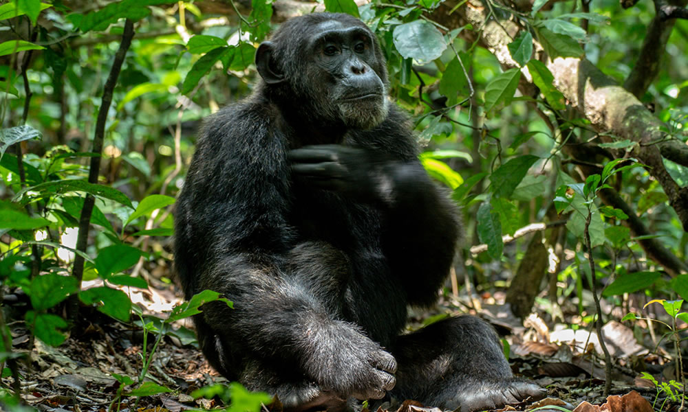8 Days Uganda Primates and Wildlife Safari