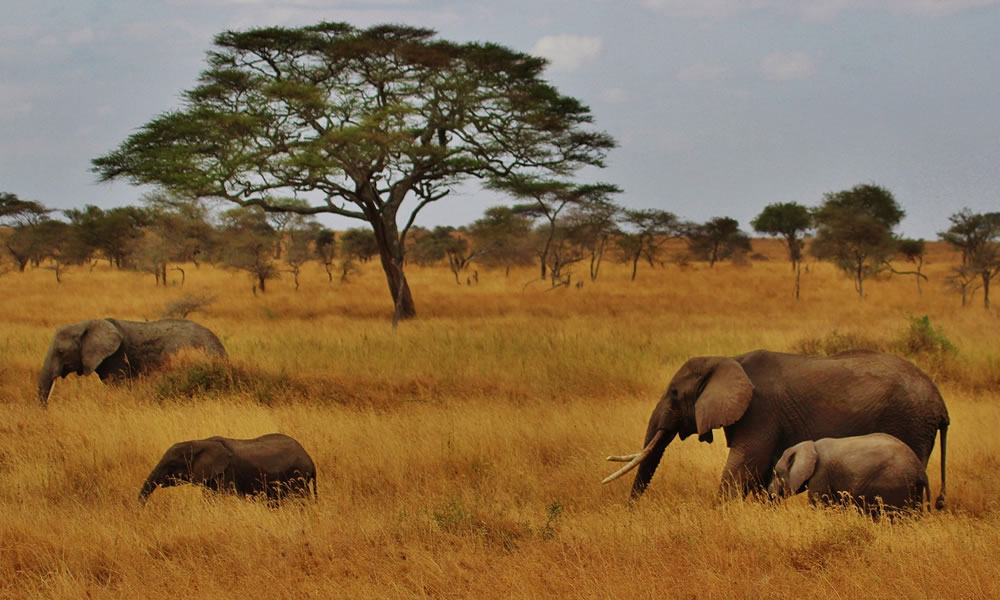 14 Days Around Tanzania Wildlife Adventure