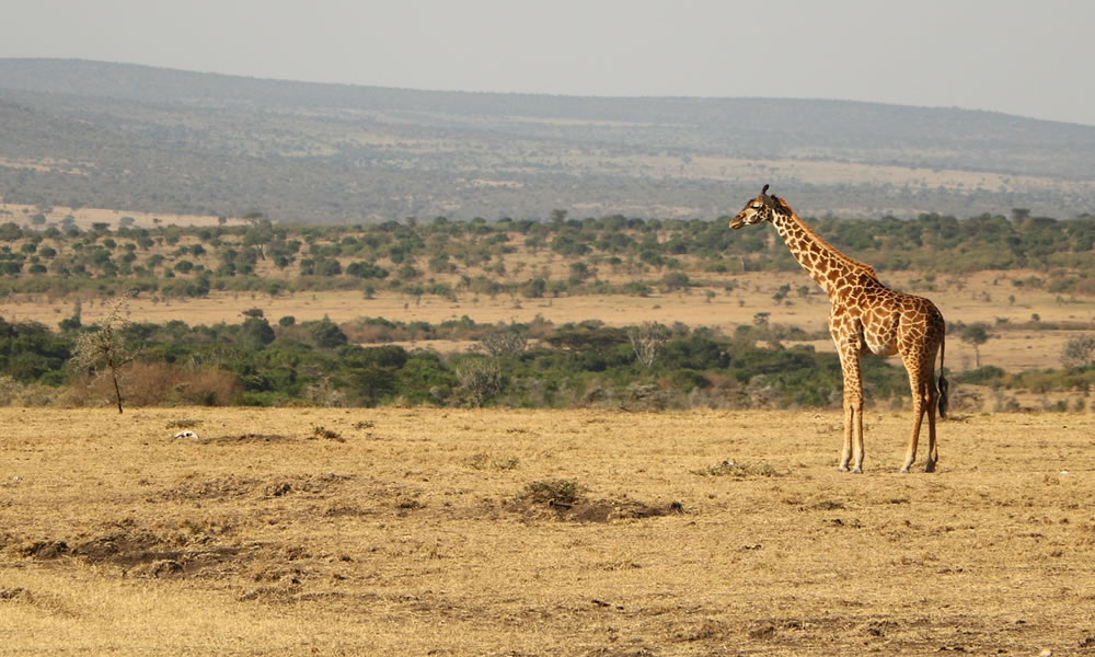 7 Days Wildlife Safari Tour in Tanzania