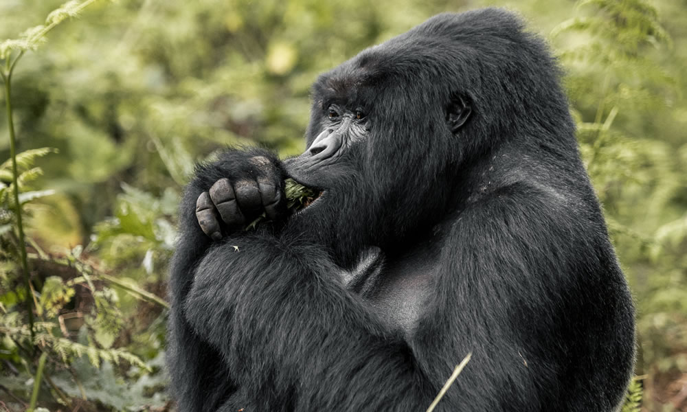 14 Days Around Uganda Wildlife Safari Tour