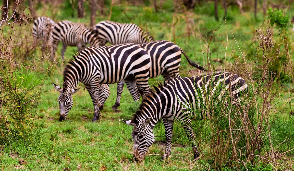 Akagera National Park