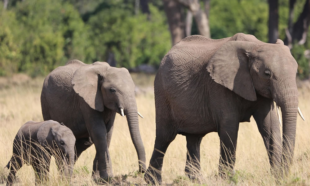 3 Days Amboseli National Park Safari