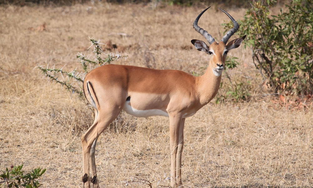 10 Days Exploring the Best of Tanzania Tour