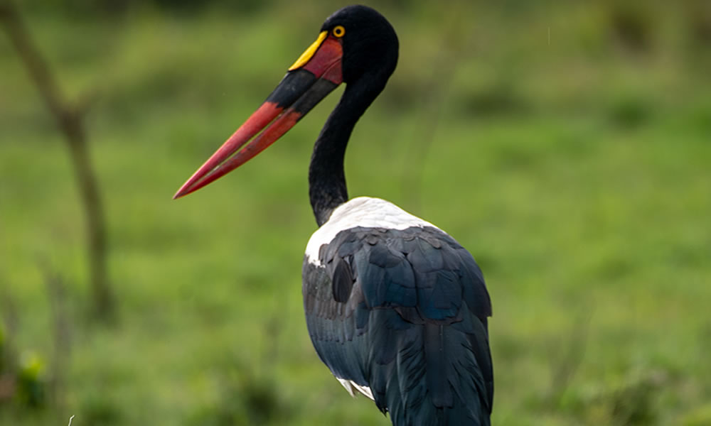 5 Days Bird Watching Safari in Uganda