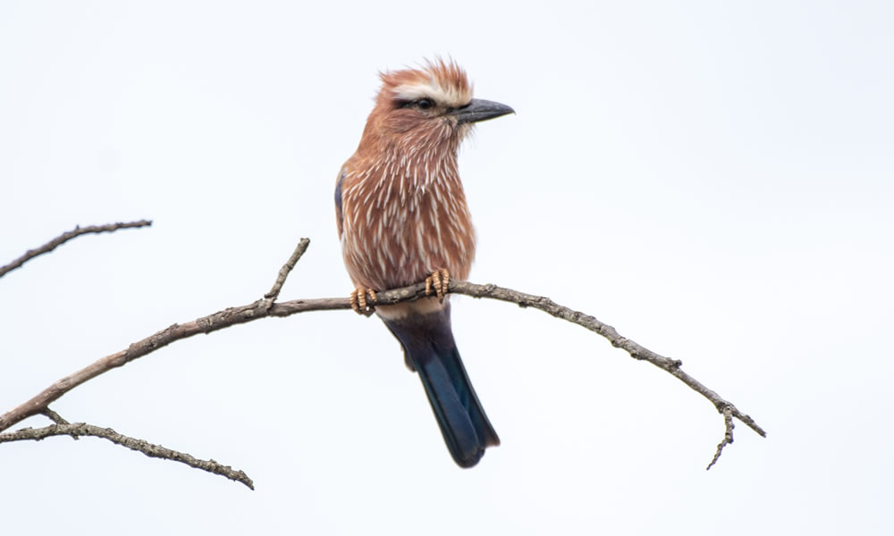 8 Days Rwanda Bird Watching and Wildlife Safari