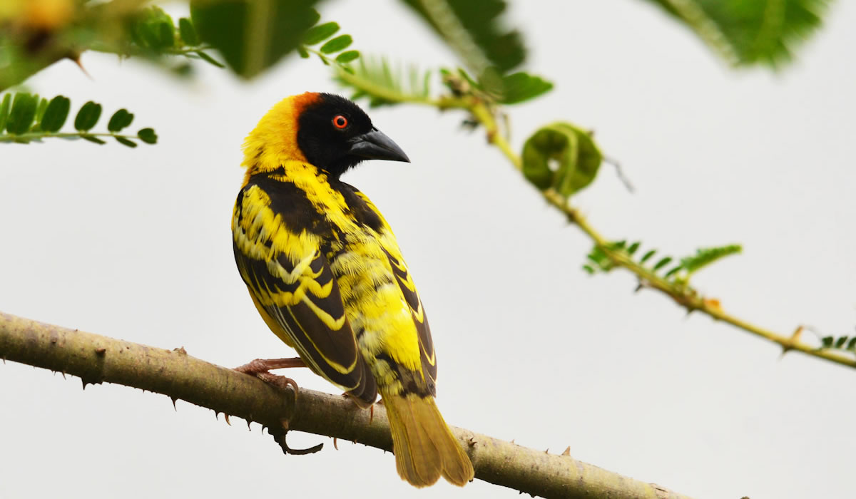 Bird Watching in Rwanda