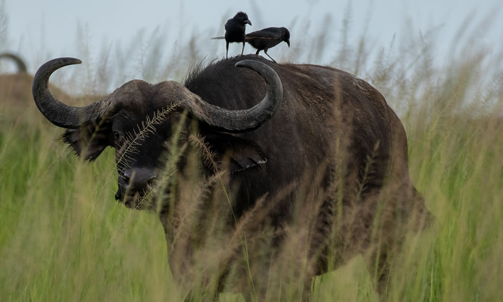 4 Days Uganda Wildlife Safari Tour