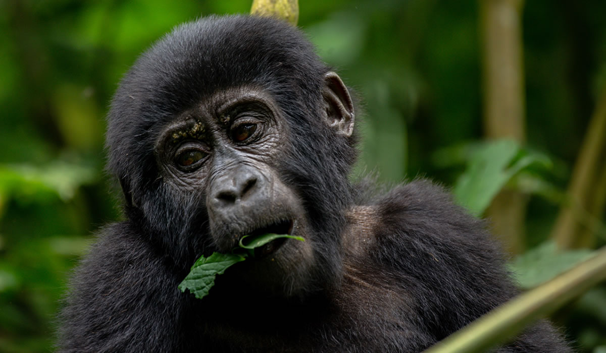Bwindi Impenetrable National Park