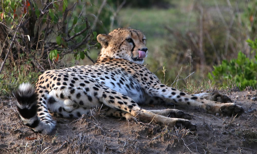 10 Days Around Kenya Luxury Wildlife Safari