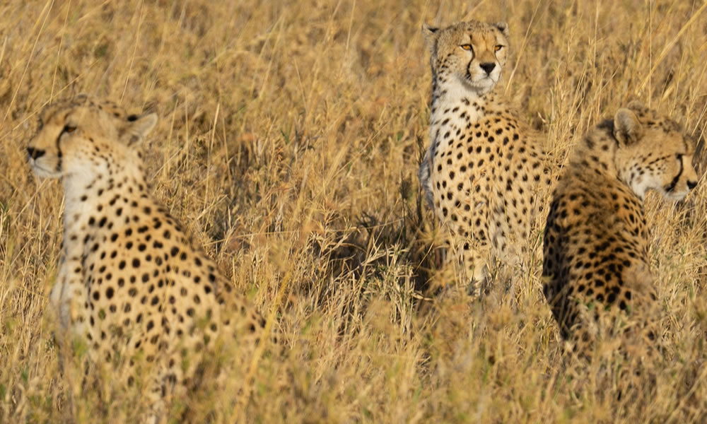 9 Days Luxury Wildlife Adventure in Tanzania