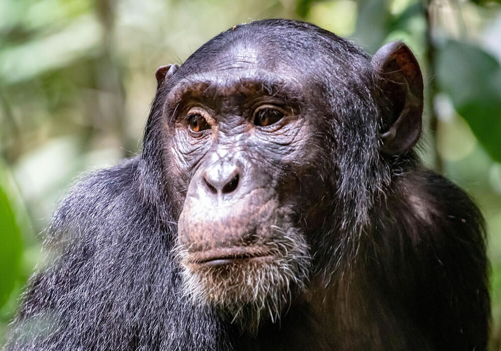Chimpanzee Tracking in Nyungwe Forest National Park