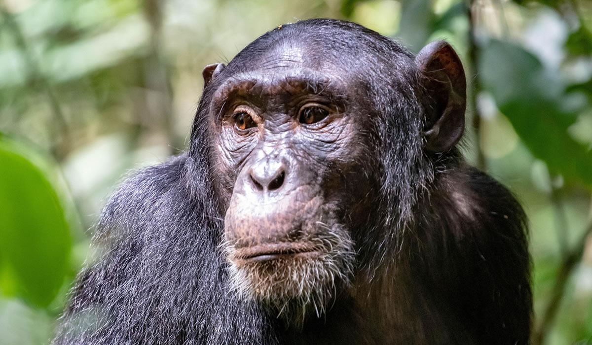 Chimpanzee Tracking in Nyungwe Forest National Park