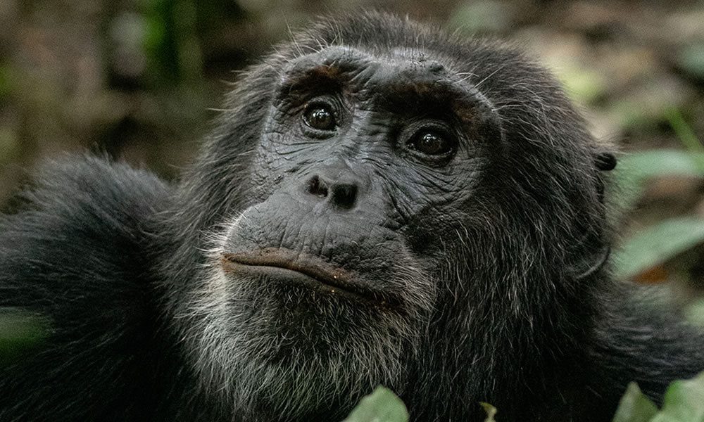 5 Days Rwanda Gorillas and Chimpanzee Tracking Tour