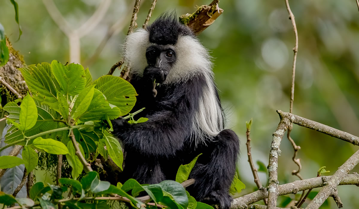 Colobus Monkey Tracking in Nyungwe Forest