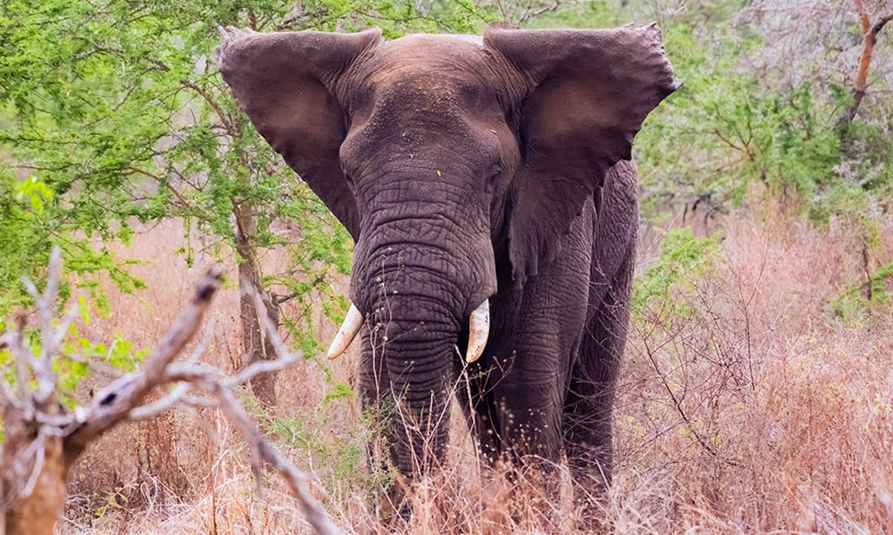 12 Days Around Rwanda Wildlife Safari Tour