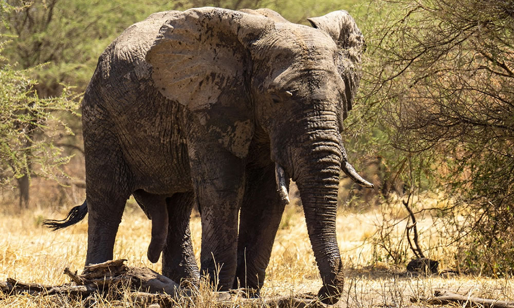 4 Days Luxury Wildlife Safari in Tanzania