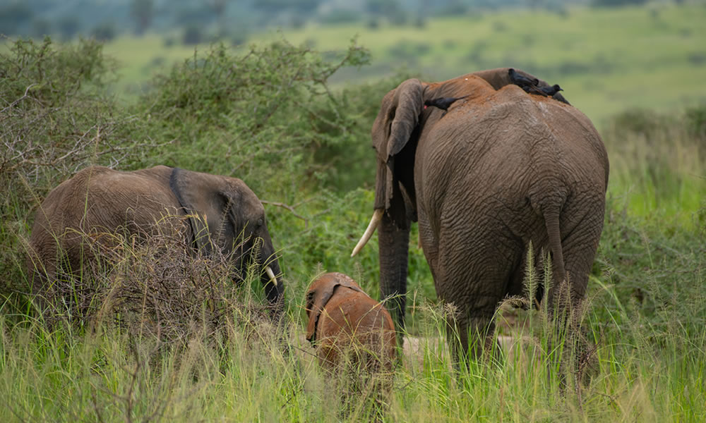 6 Days Best of Uganda Wildlife Adventure
