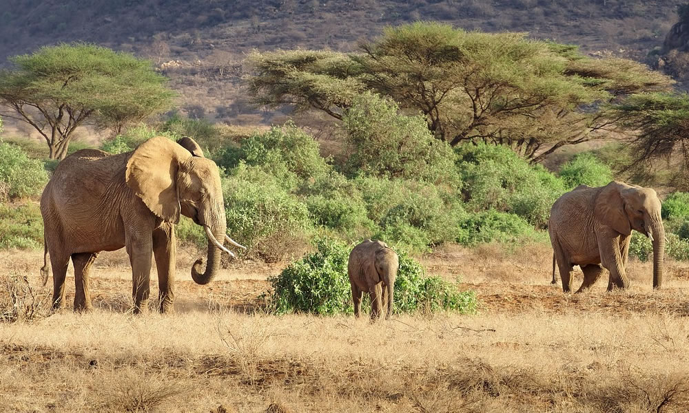 8 Days Best of Kenya Wildlife Safari Tour
