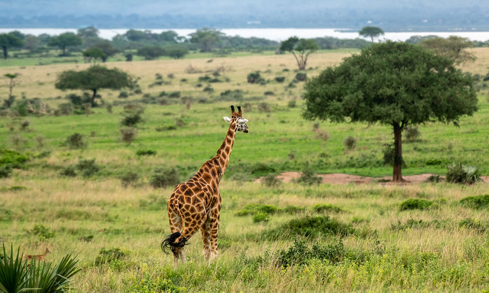 9 Days Luxury Uganda Wildlife Safari Adventure