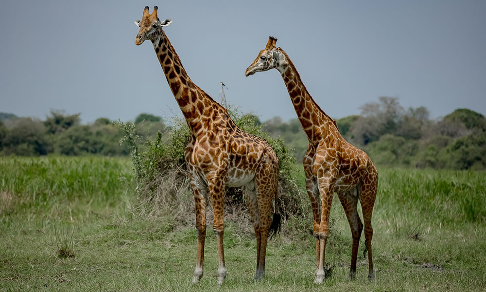 2 Days Rwanda Safari to Akagera National Park