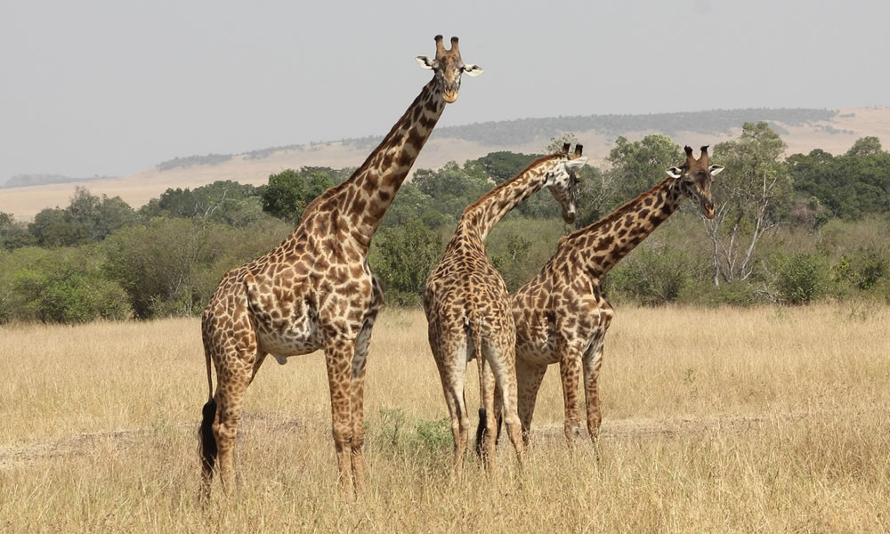 5 Days Lake Naivasha, Lake Nakuru and Masai Mara Safari