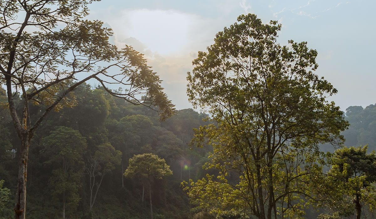 Gishwati-Mukura National Park