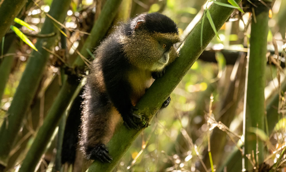 4 Days Luxury Primate Tracking Safari in Rwanda