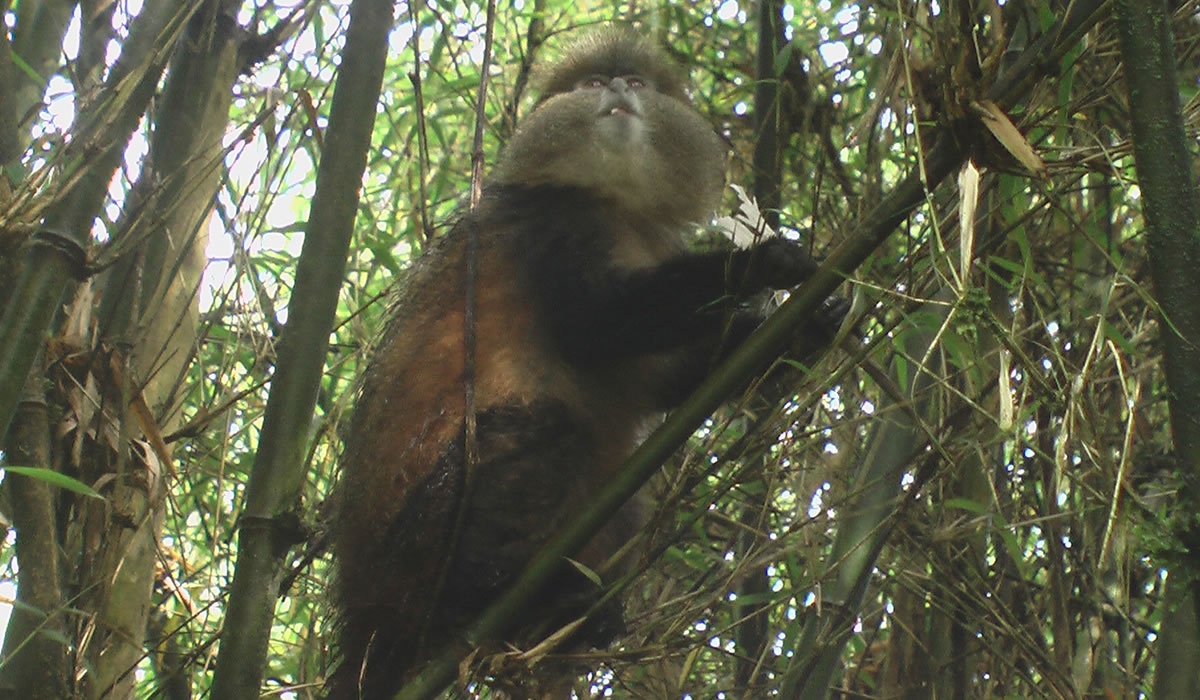 Golden Monkey Tracking in Volcanoes National Park