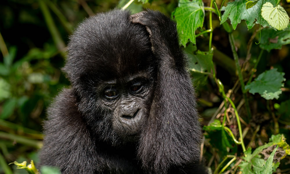 3 Days Gorilla Trekking Safari in Rwanda