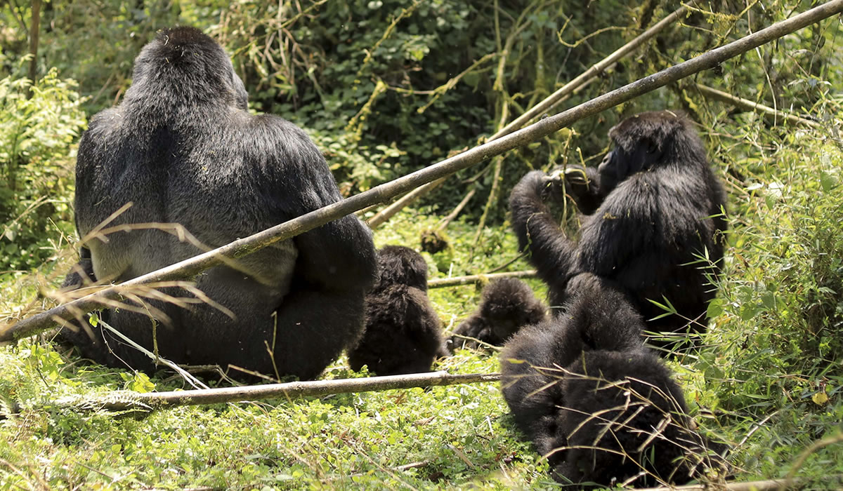 Rwanda Gorilla Trekking Rules and Guidelines