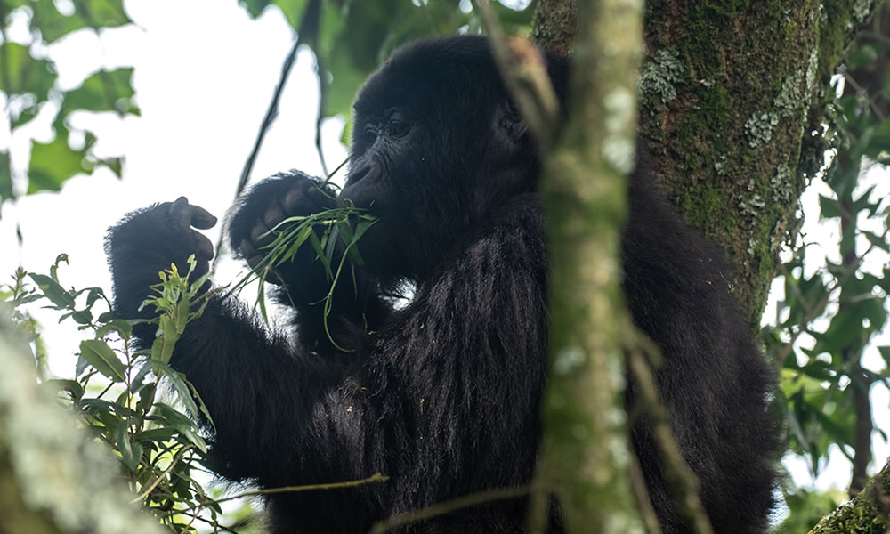 7 Days Exploring the Best of Rwanda Tour