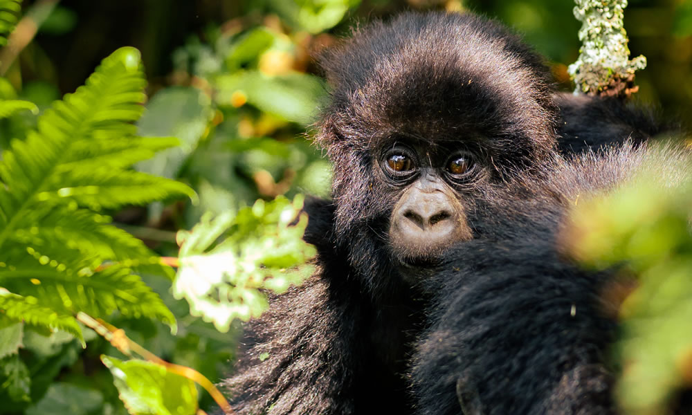 3 Days Gorilla Trekking Safari in Uganda, Uganda Safaris