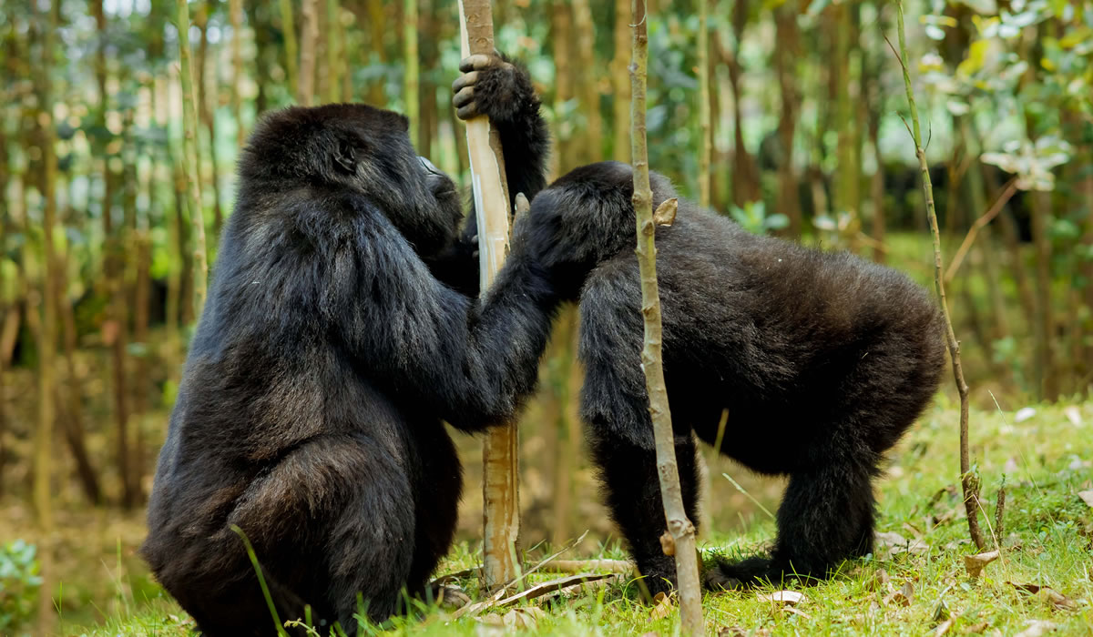 Gorilla Trekking in Volcanoes National Park