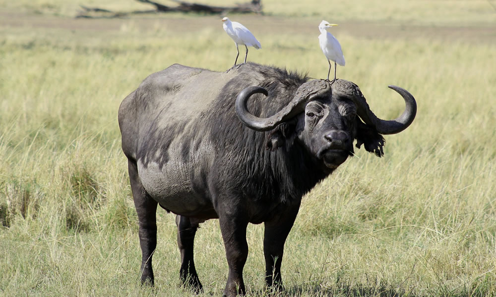 4 Days Kenya Safari to Aberdare and Samburu National Park