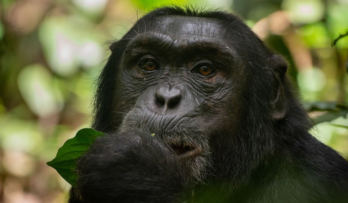 Kibale Forest National Park