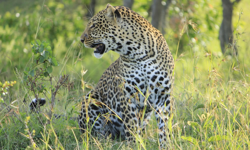 7 Days Luxury Wildlife Safari Adventure in Kenya