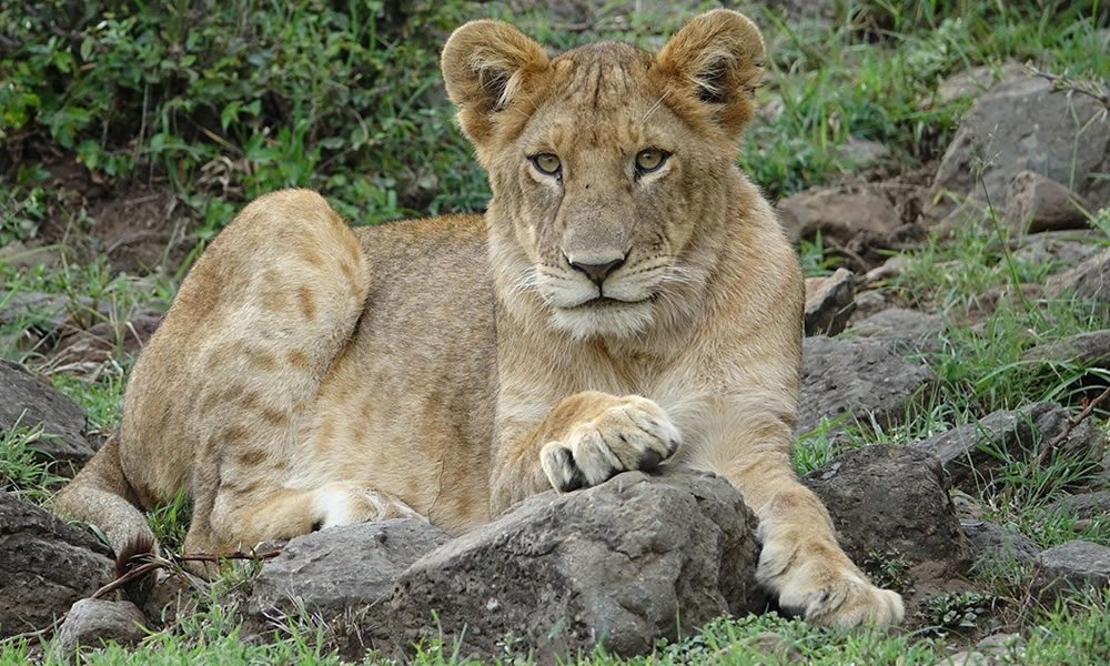 8 Days Epic Wildlife Safari Adventure in Kenya