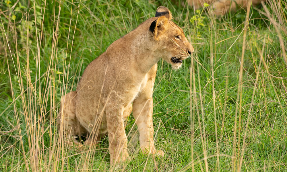 6 Days Wildlife Safari Adventure in Rwanda