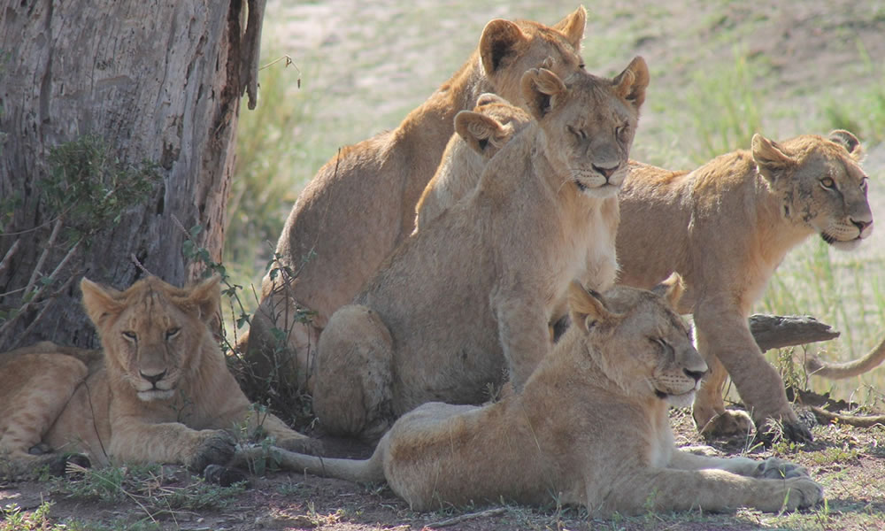 5 Days Tarangire, Ngorongoro and Lake Manyara Safari