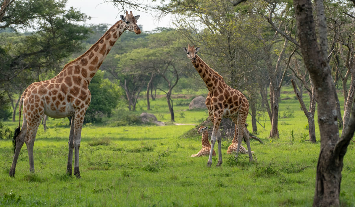 Lake Mburo National Park