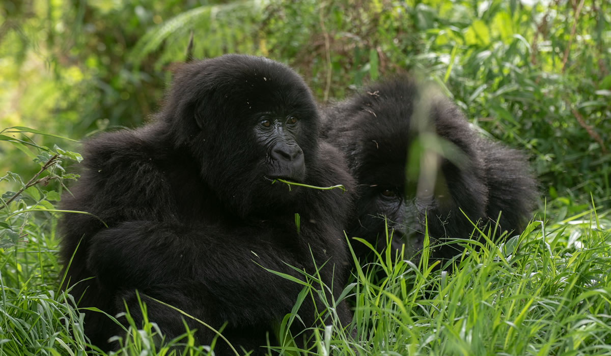Mgahinga Gorilla National Park