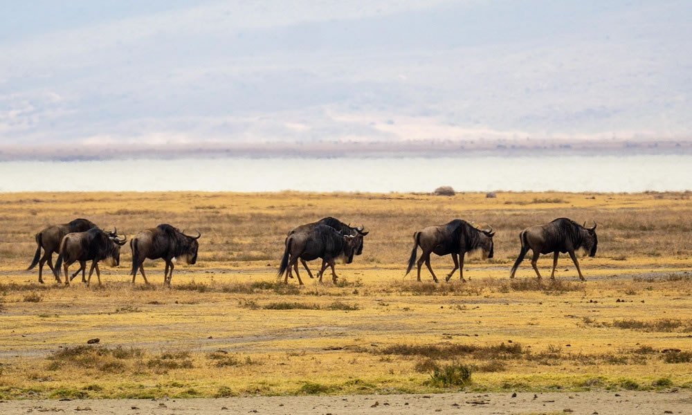 3 Days Tanzania Safari to Ngorongoro Crater