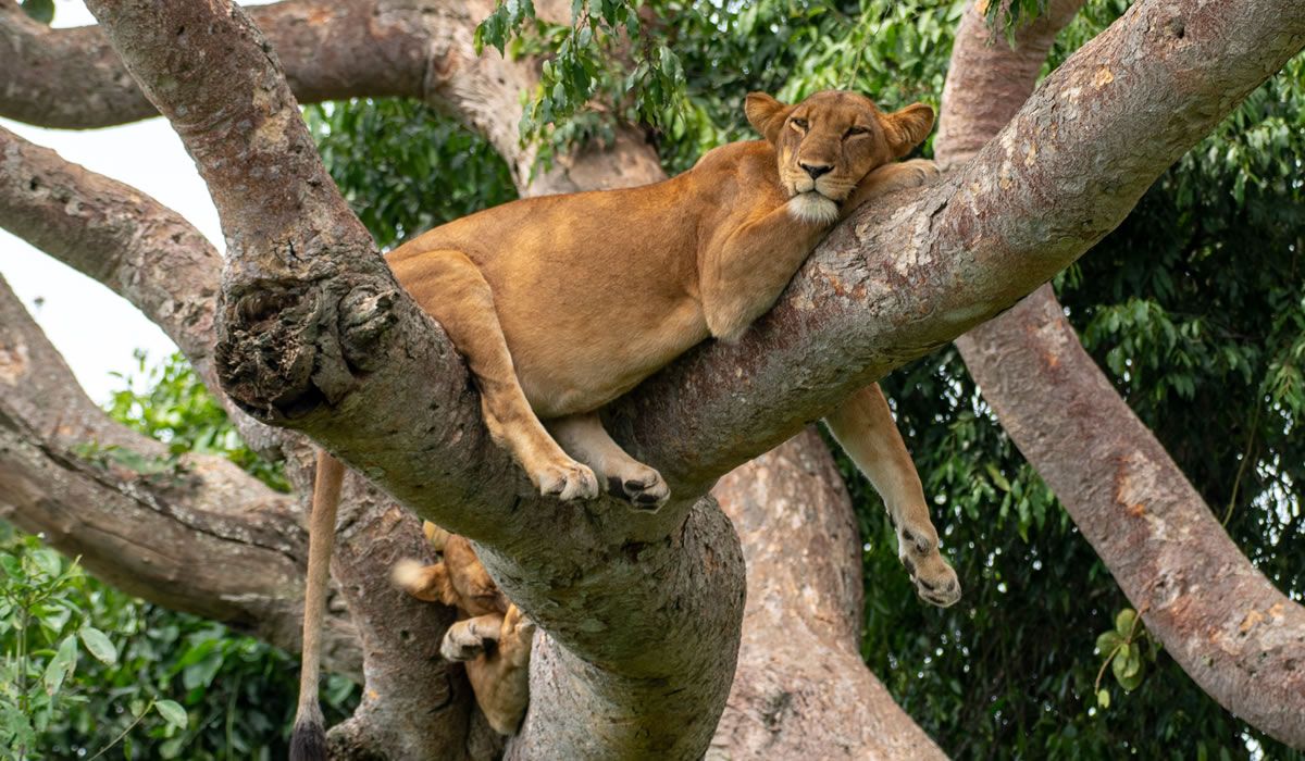 Queen Elizabeth National Park