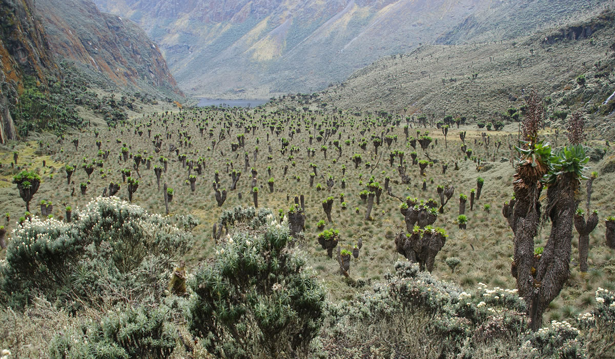 Rwenzori Mountains National Park
