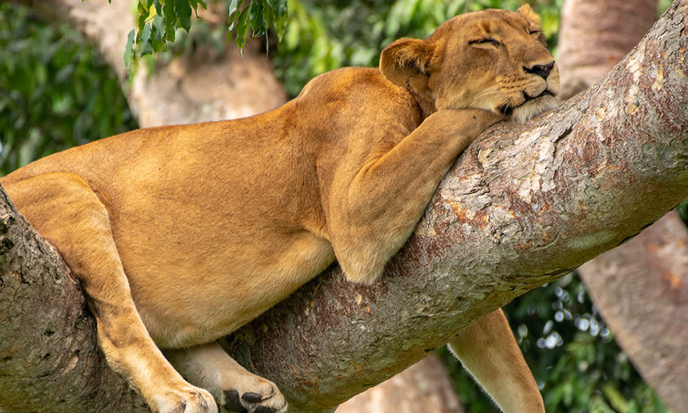 3 Days Uganda Safari to Queen Elizabeth National Park