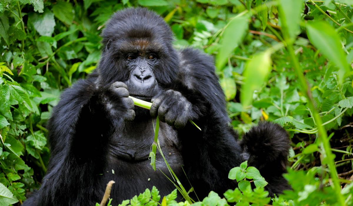 Volcanoes National Park, Silverback Tours and Travel