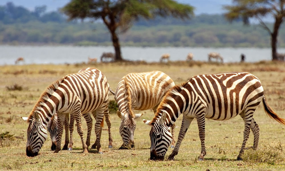 3 Days Masai Mara Kenya Wildlife Safari Tour