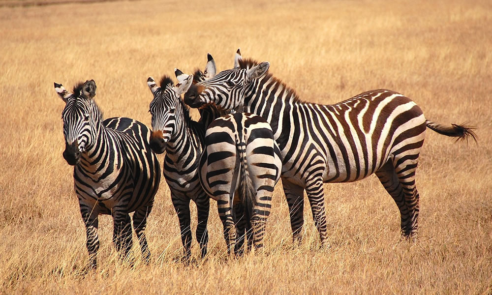 3 Days Serengeti National Park Safari